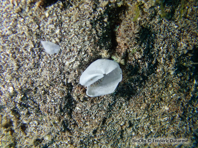 Oursin irregulier lacunaire - Schizaster lacunosus - Frédéric Ducarme - BioObs