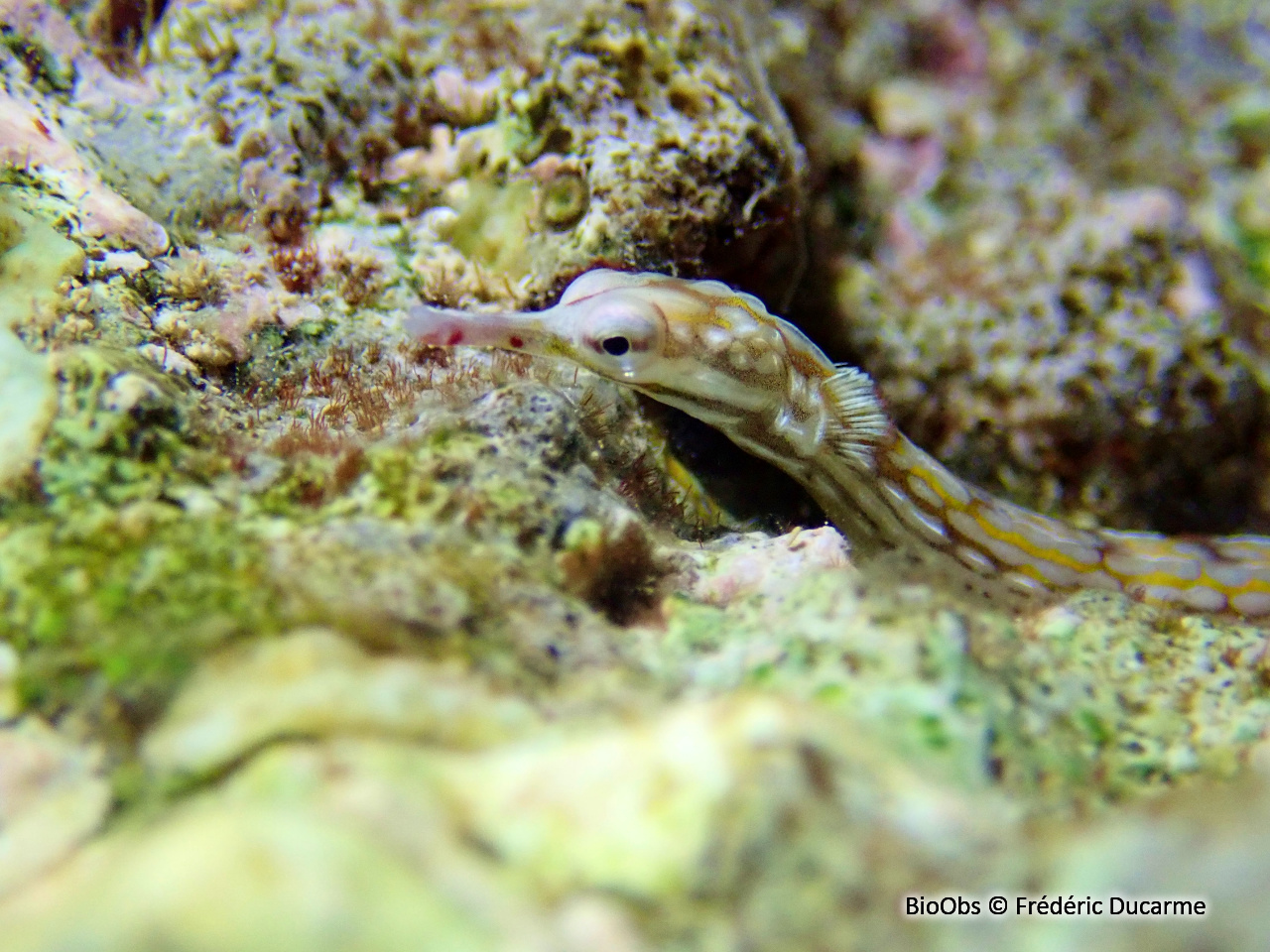 Syngnathe à réseaux - Corythoichthys flavofasciatus /conspicillatus - Frédéric Ducarme - BioObs