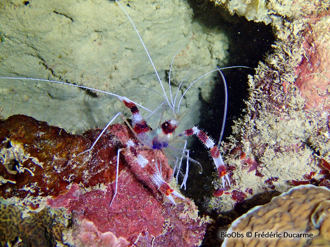 Grande crevette nettoyeuse - Stenopus hispidus - Frédéric Ducarme - BioObs