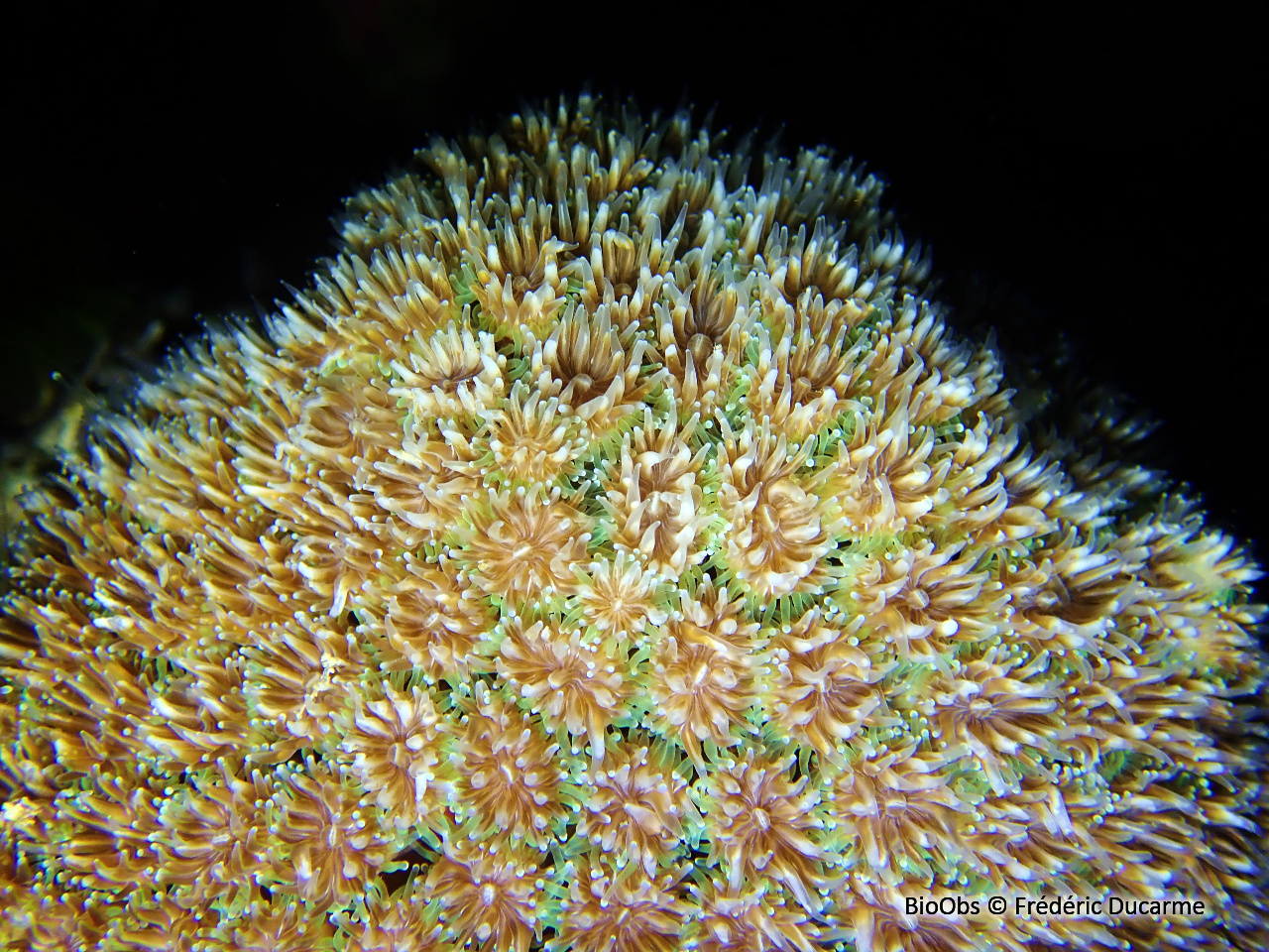 Corail piquant - Galaxea fascicularis - Frédéric Ducarme - BioObs