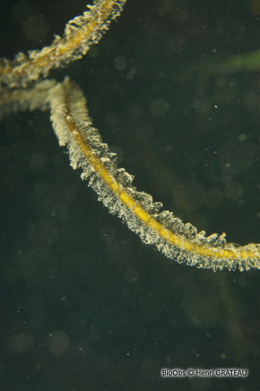 Lacet de mer - Chorda filum - Henri GRATEAU - BioObs