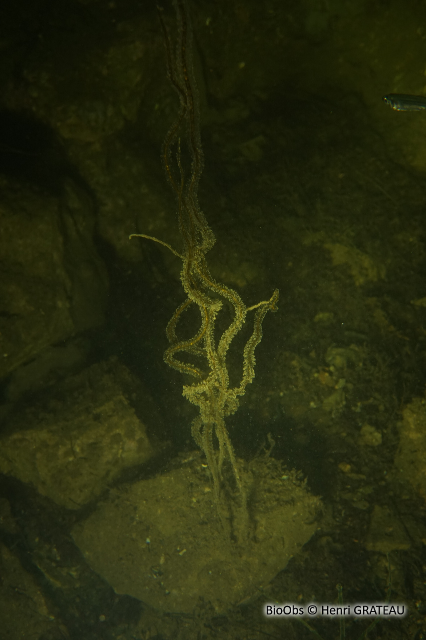 Lacet de mer - Chorda filum - Henri GRATEAU - BioObs