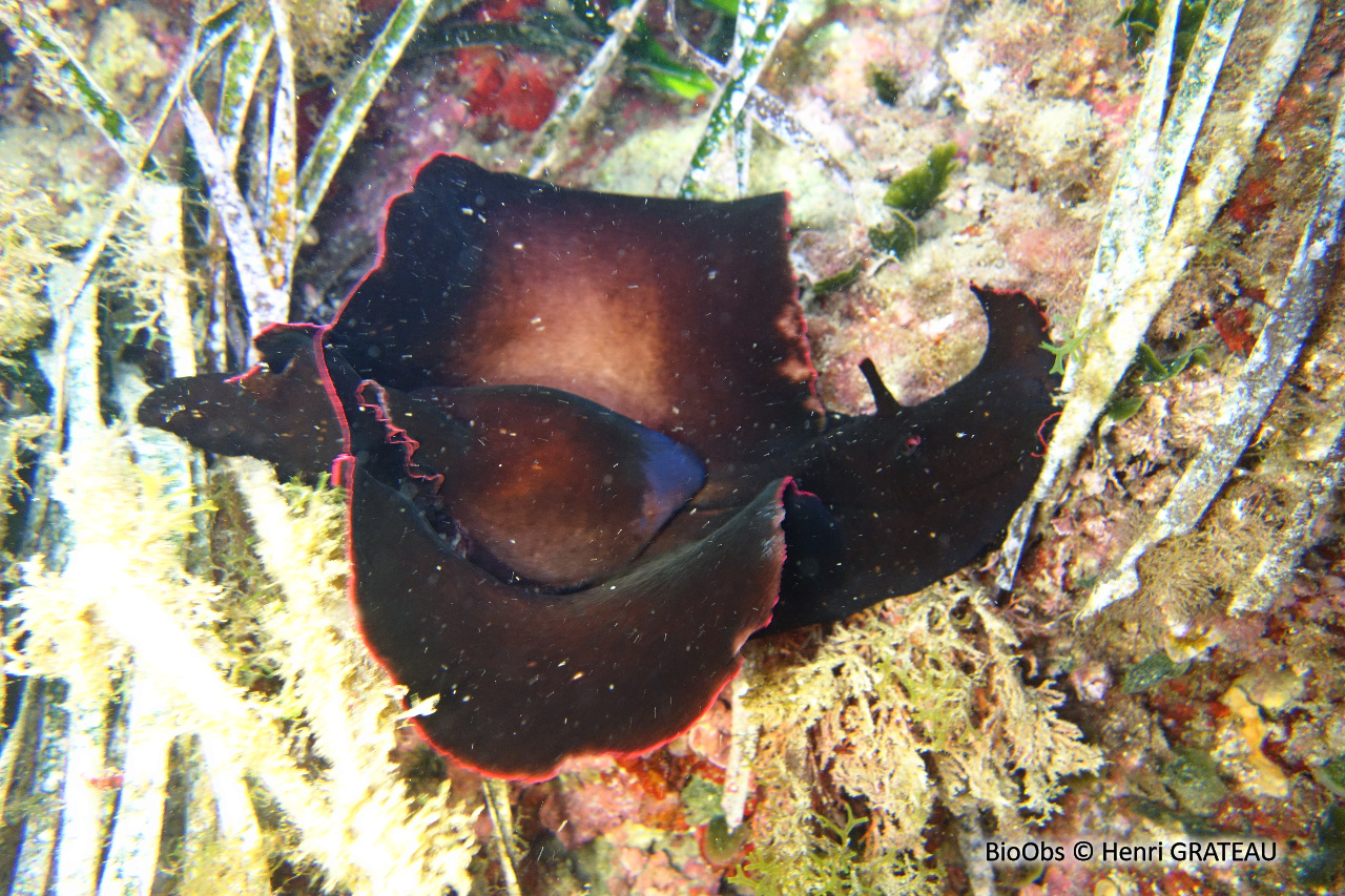 Lièvre de mer, aplysie fasciée - Aplysia fasciata - Henri GRATEAU - BioObs