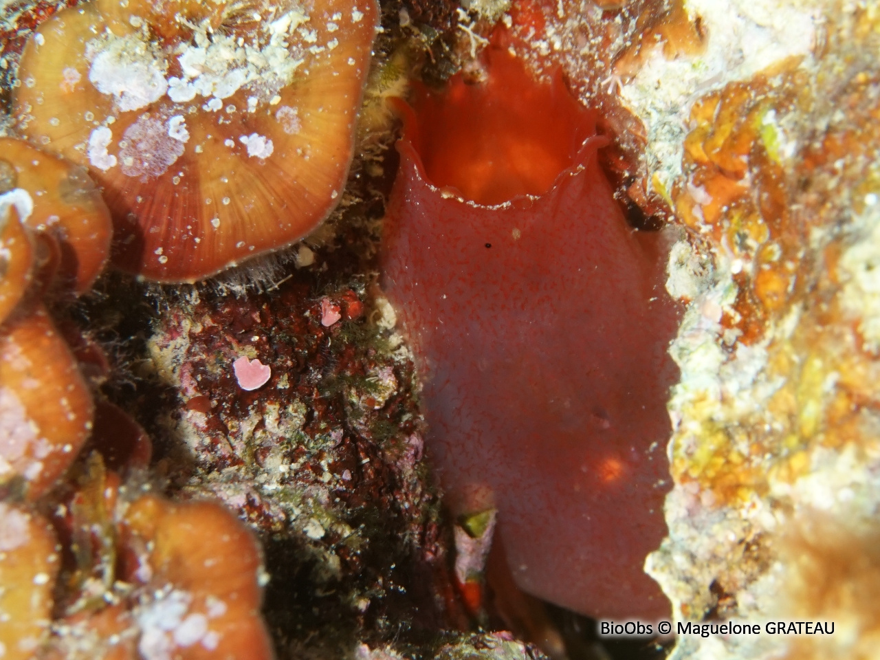 Cione rouge de Roule - Ciona roulei - Maguelone GRATEAU - BioObs