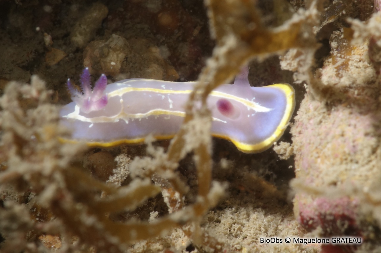 Doris de Krohn - Felimida krohni - Maguelone GRATEAU - BioObs