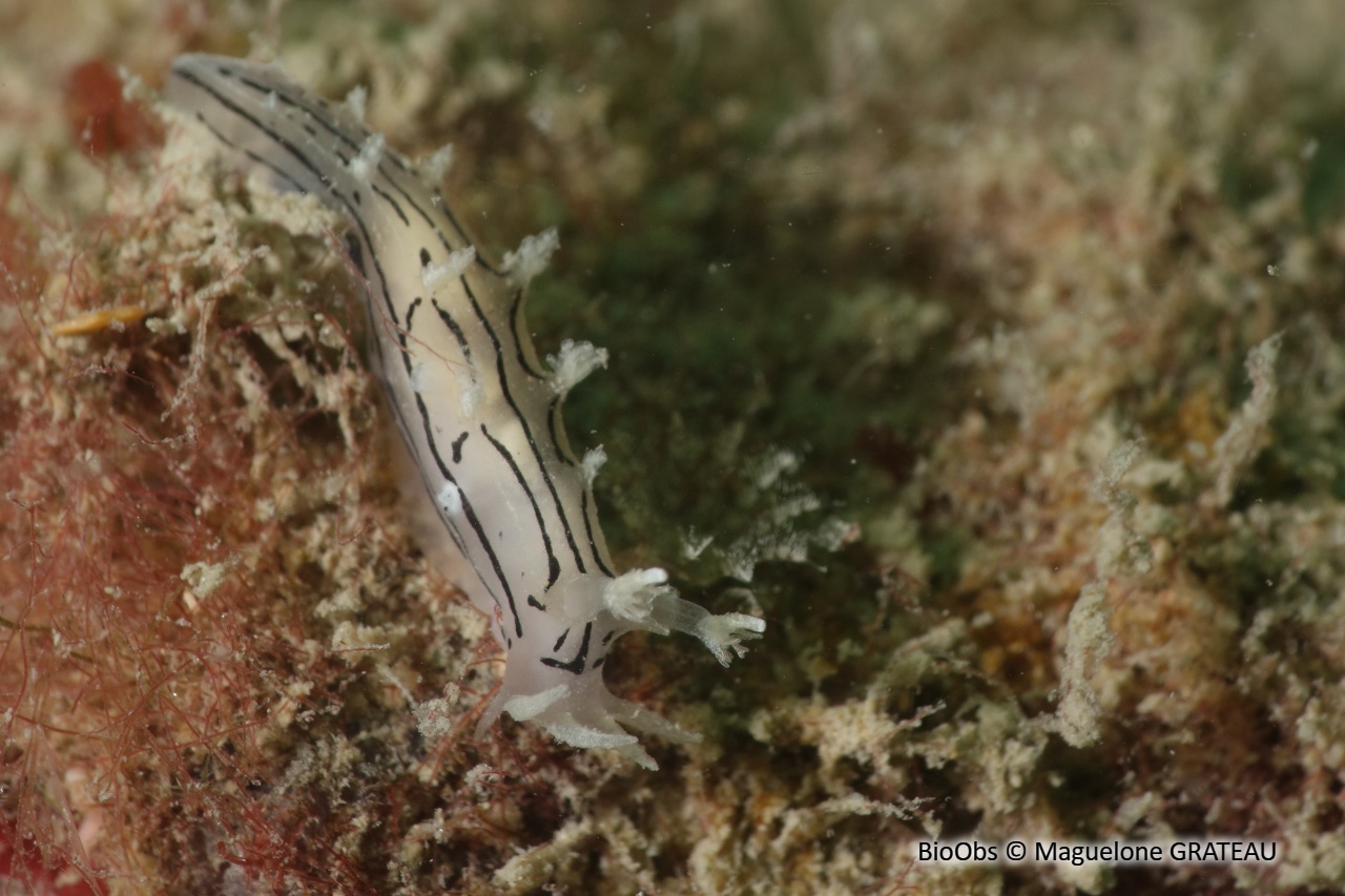 Tritonie striée - Duvaucelia striata - Maguelone GRATEAU - BioObs