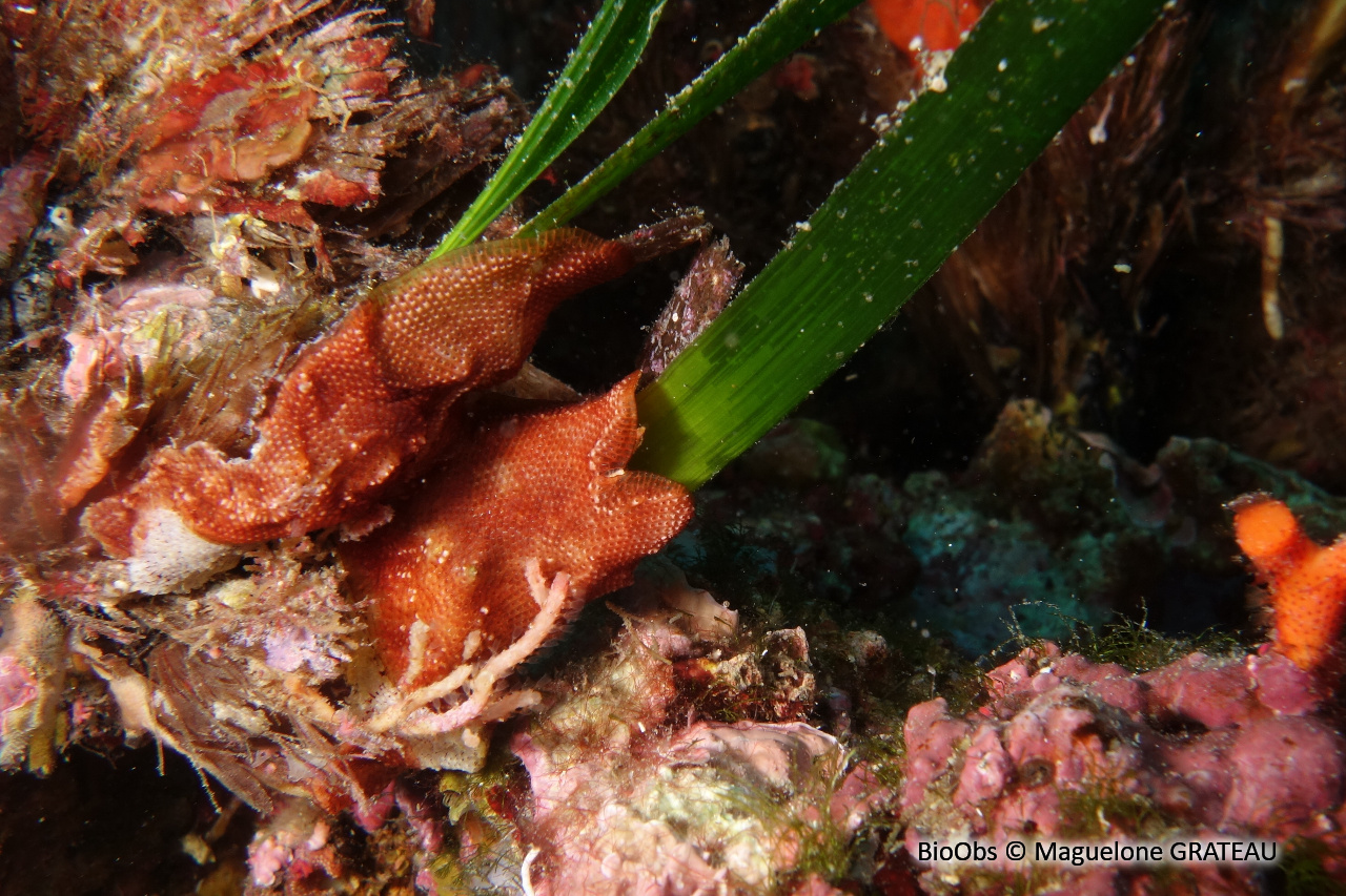 Bryozoaire encroûtant rouge - Schizobrachiella sanguinea - Maguelone GRATEAU - BioObs
