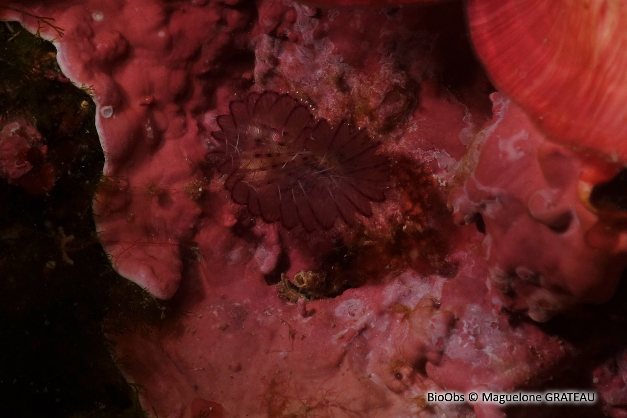 Petite sabelle de roche - Branchiomma bombyx - Maguelone GRATEAU - BioObs