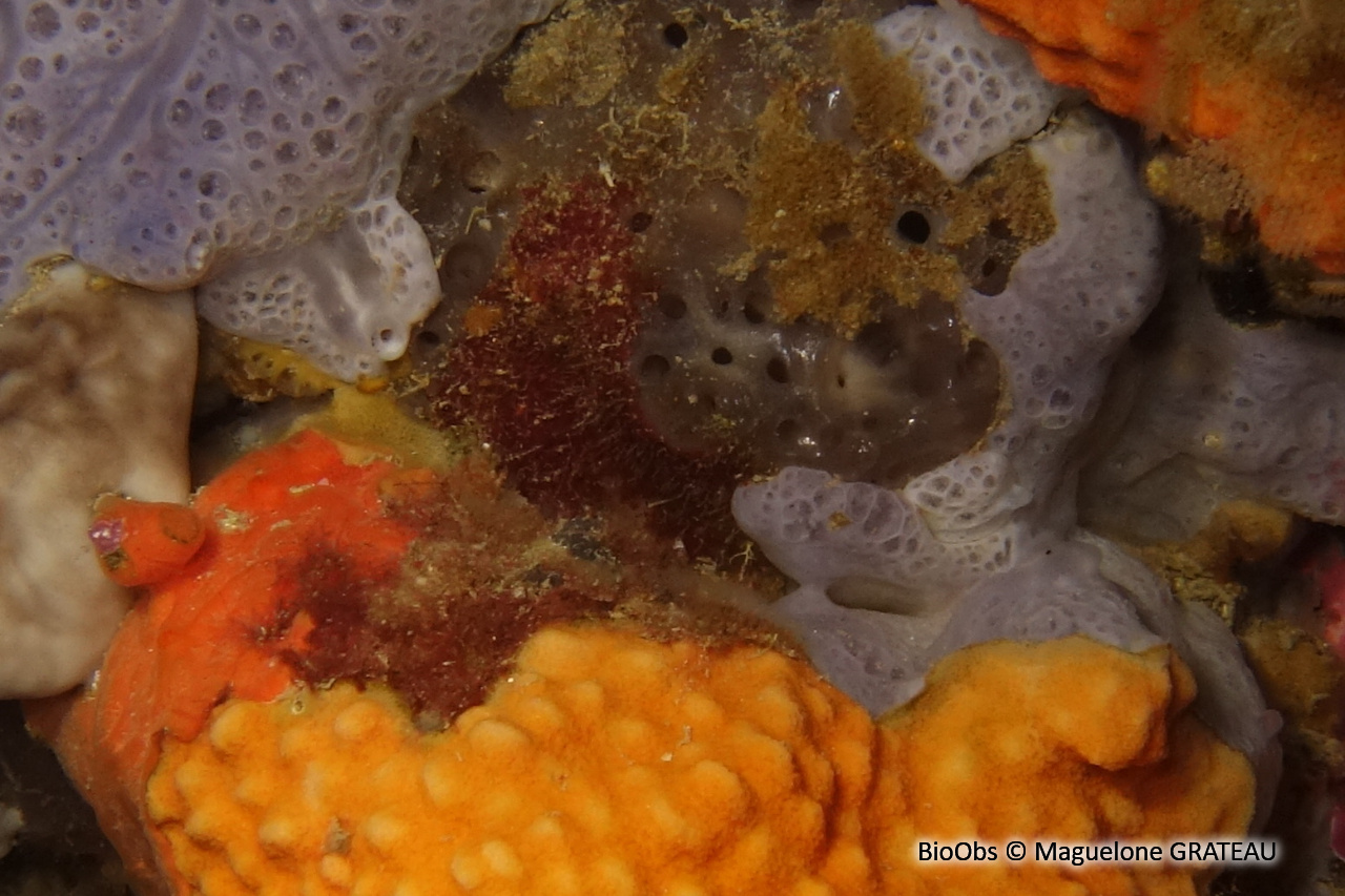 Eponge caverneuse grise - Fasciospongia cavernosa - Maguelone GRATEAU - BioObs