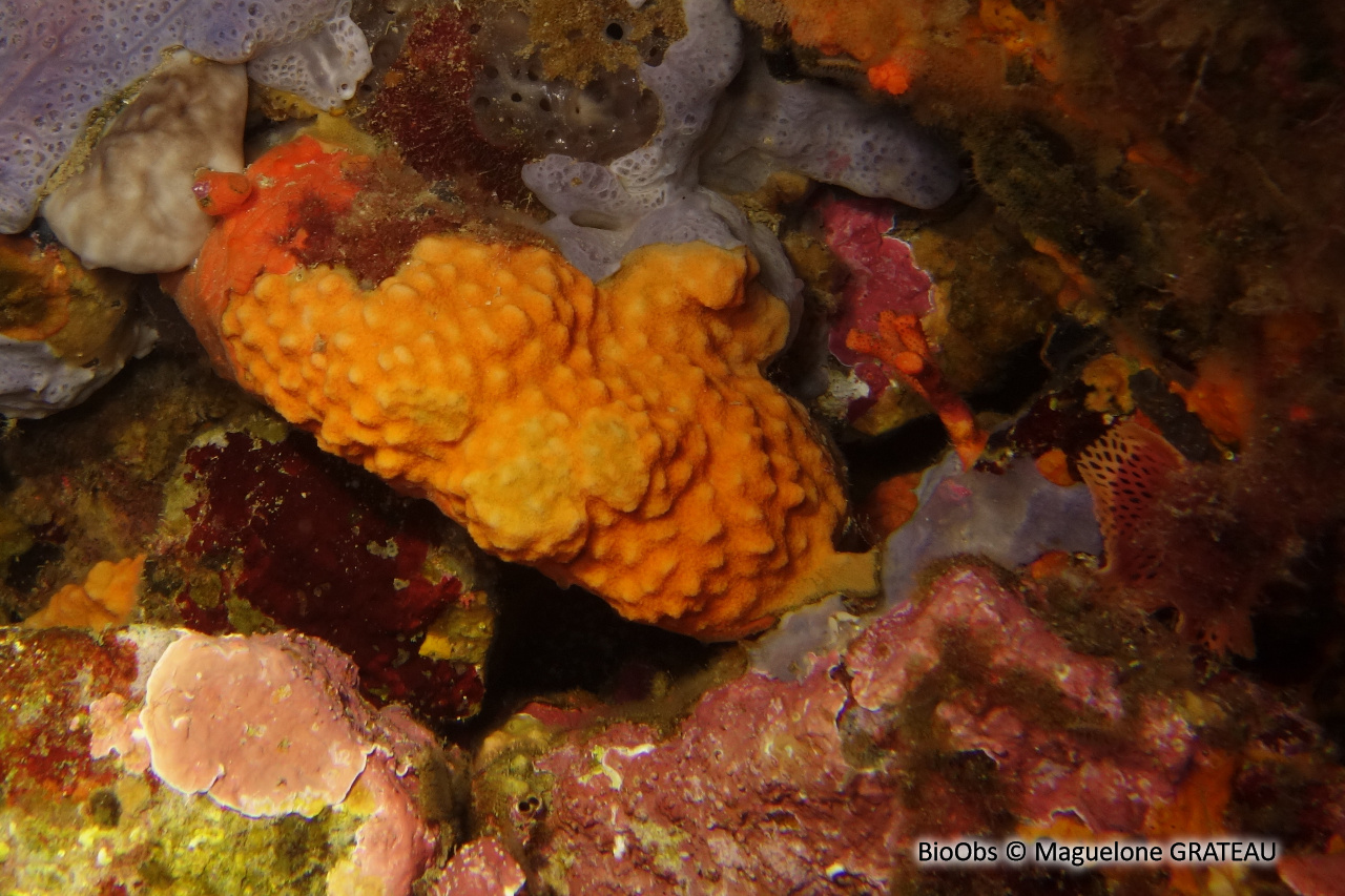 Schizomavelle mamillé - Schizomavella (Schizomavella) mamillata - Maguelone GRATEAU - BioObs