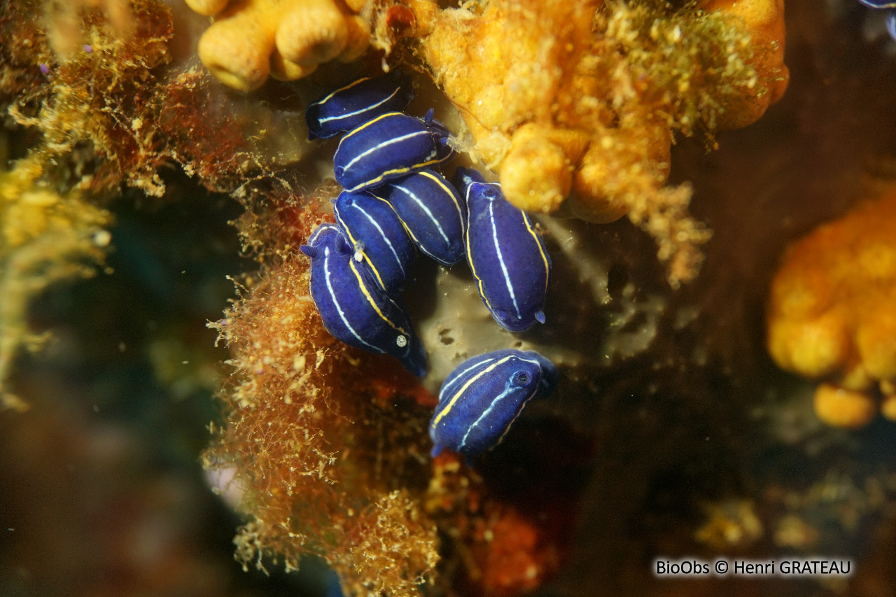 Doris céleste - Felimare orsinii - Henri GRATEAU - BioObs