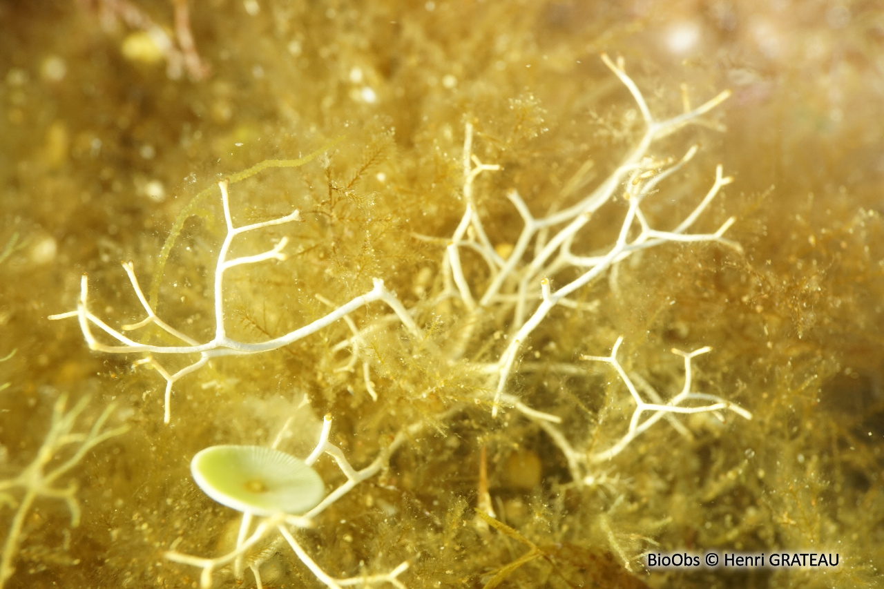 Liagore - Liagora viscida - Henri GRATEAU - BioObs