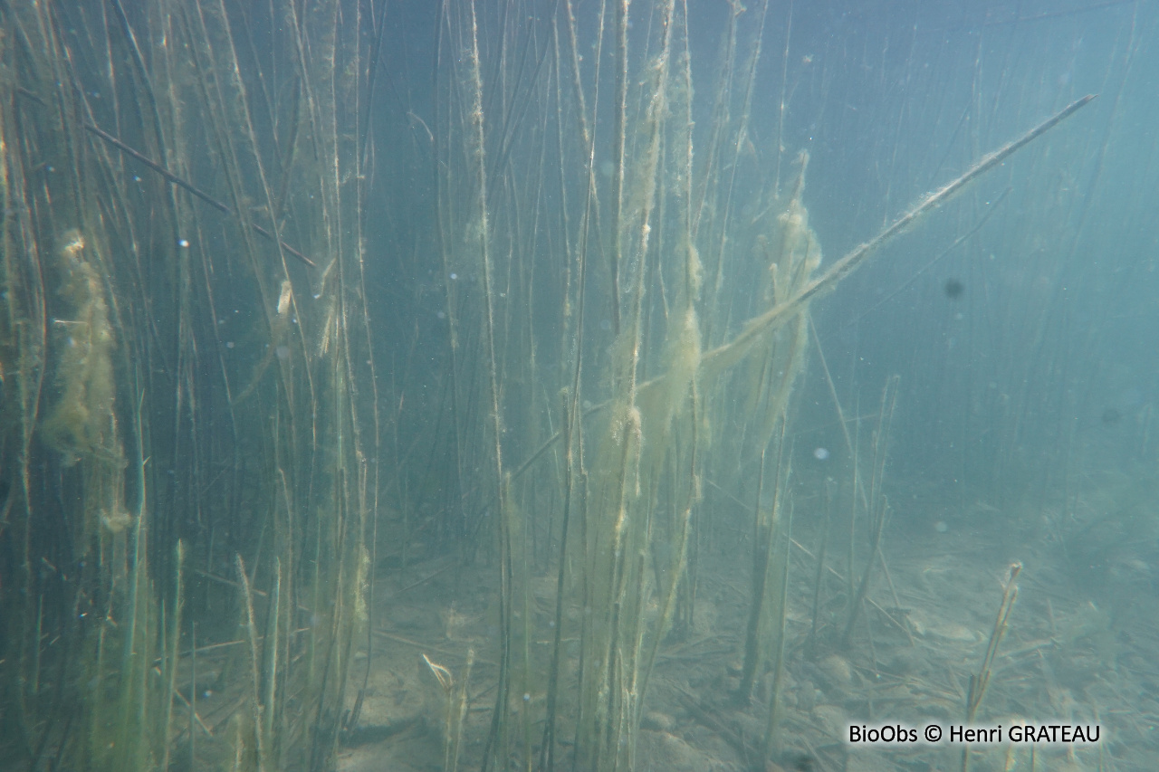 Roseau - Phragmites australis - Henri GRATEAU - BioObs