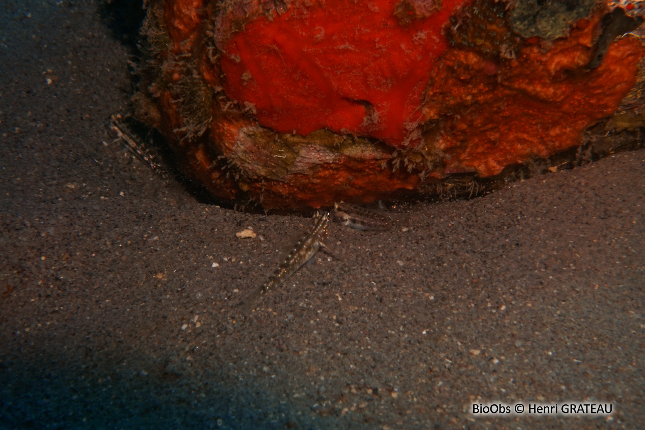 Gobie à bride - Coryphopterus glaucofraenum - Henri GRATEAU - BioObs