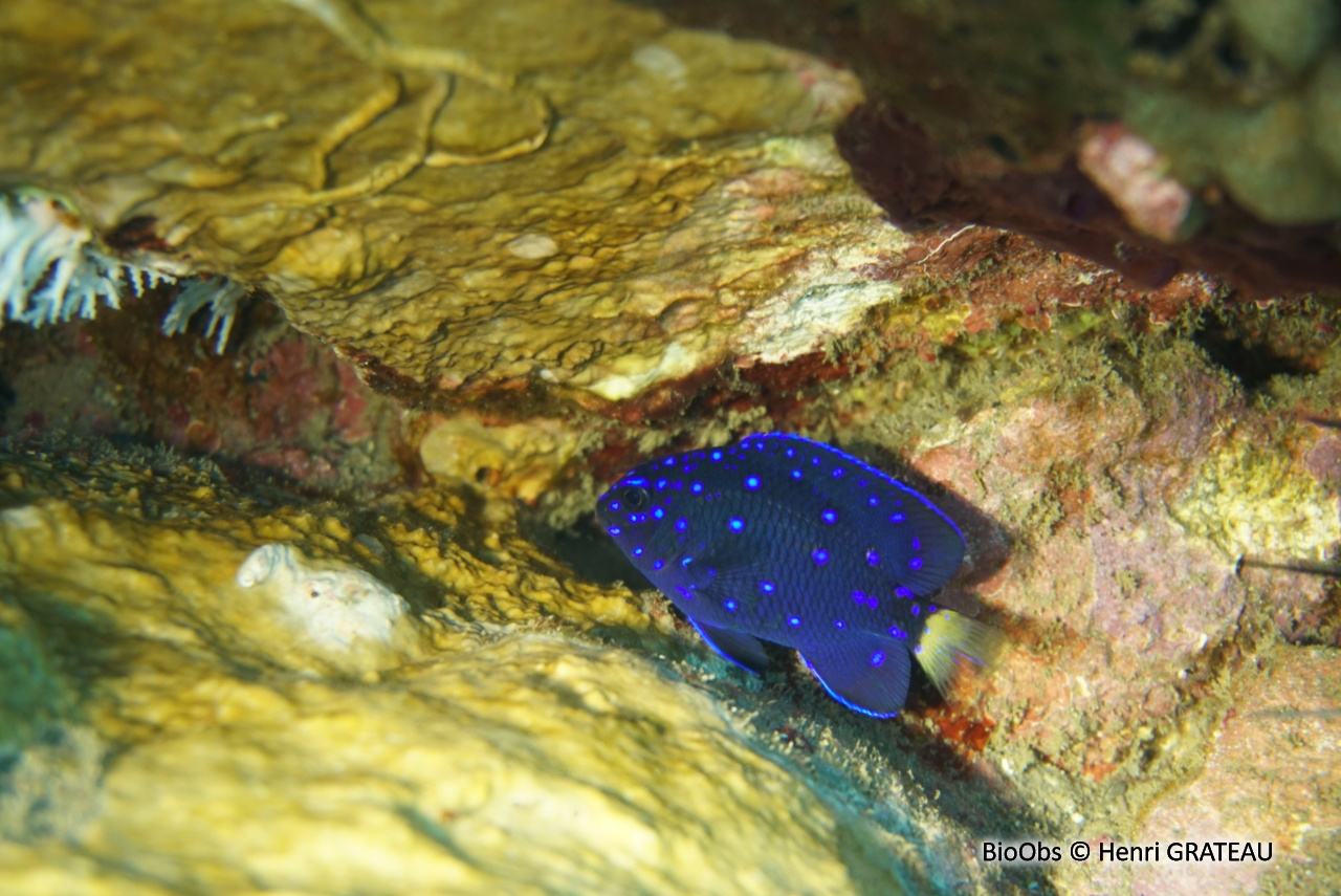 Chaffet queue jaune - Microspathodon chrysurus - Henri GRATEAU - BioObs