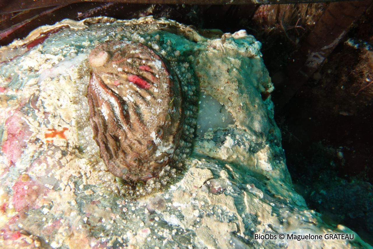 Ormeau méditerranéen - Haliotis tuberculata lamellosa - Maguelone GRATEAU - BioObs