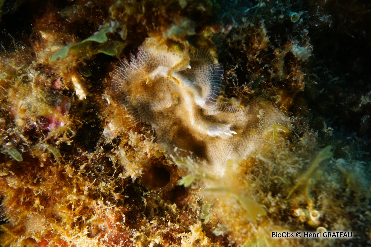 Schizomavelle auriculé - Schizomavella (Schizomavella) auriculata - Henri GRATEAU - BioObs