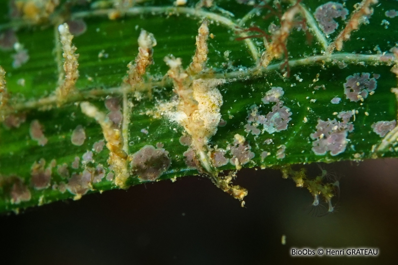 Petite algue calcaire farineuse - Hydrolithon farinosum - Henri GRATEAU - BioObs