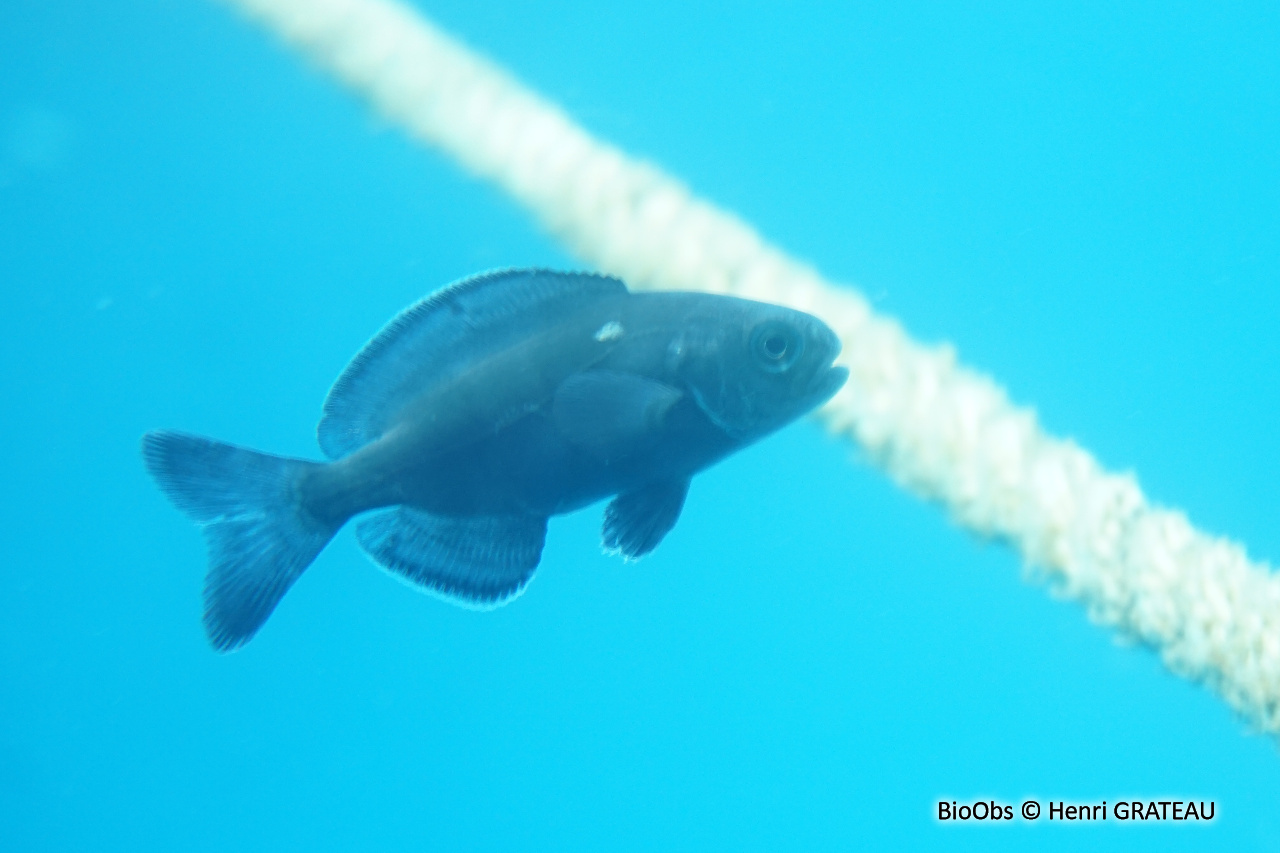 Centrolophe noir - Centrolophus niger - Henri GRATEAU - BioObs