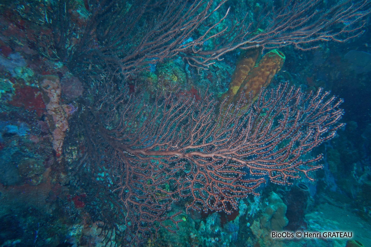 Gorgone rousse - Iciligorgia schrammi - Henri GRATEAU - BioObs