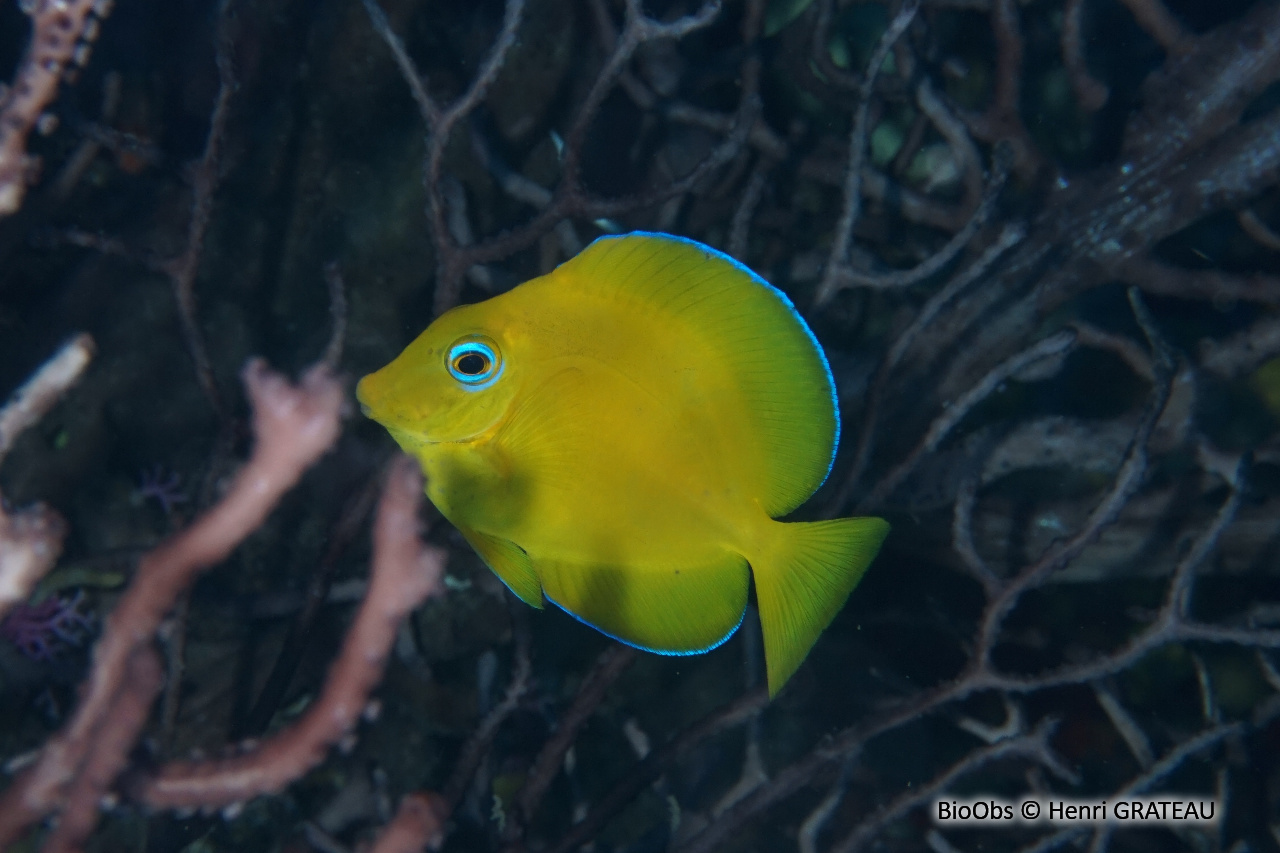 Chirurgien bleu - Acanthurus coeruleus - Henri GRATEAU - BioObs