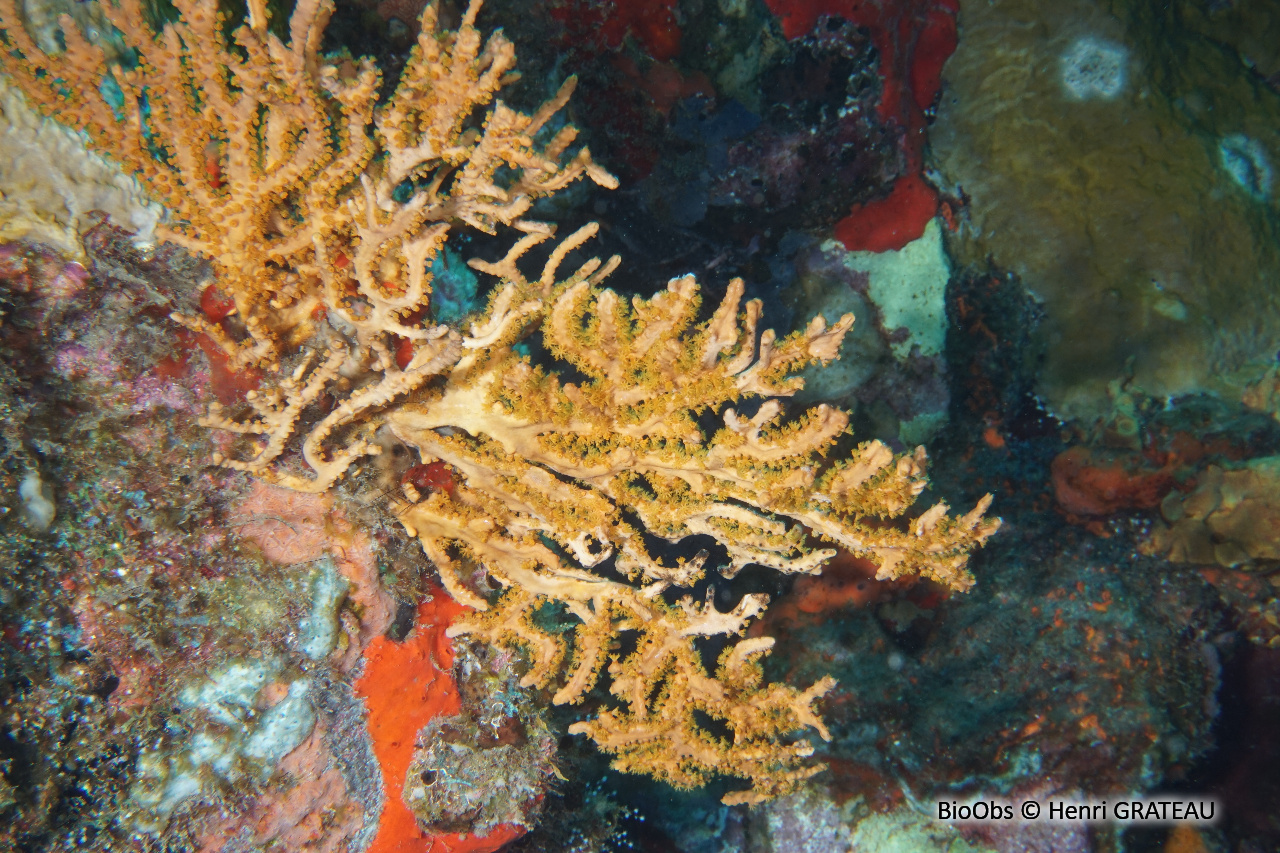 Gorgone martinet - Pterogorgia guadalupensis - Henri GRATEAU - BioObs