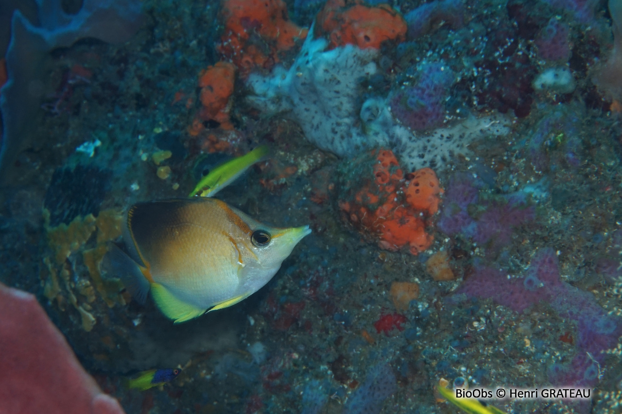Papillon à bec des Caraïbes - Prognathodes aculeatus - Henri GRATEAU - BioObs