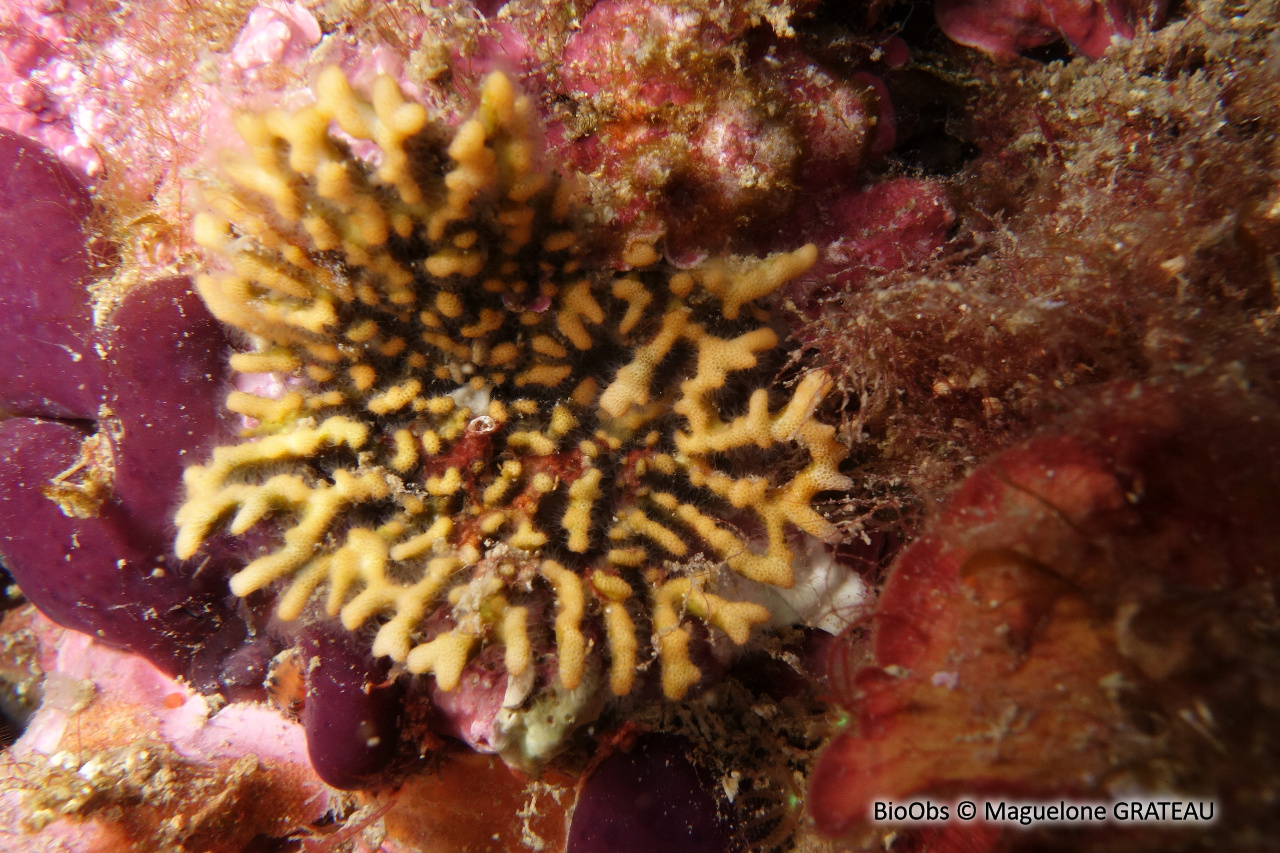 Frondipore verruqueux - Frondipora verrucosa - Maguelone GRATEAU - BioObs