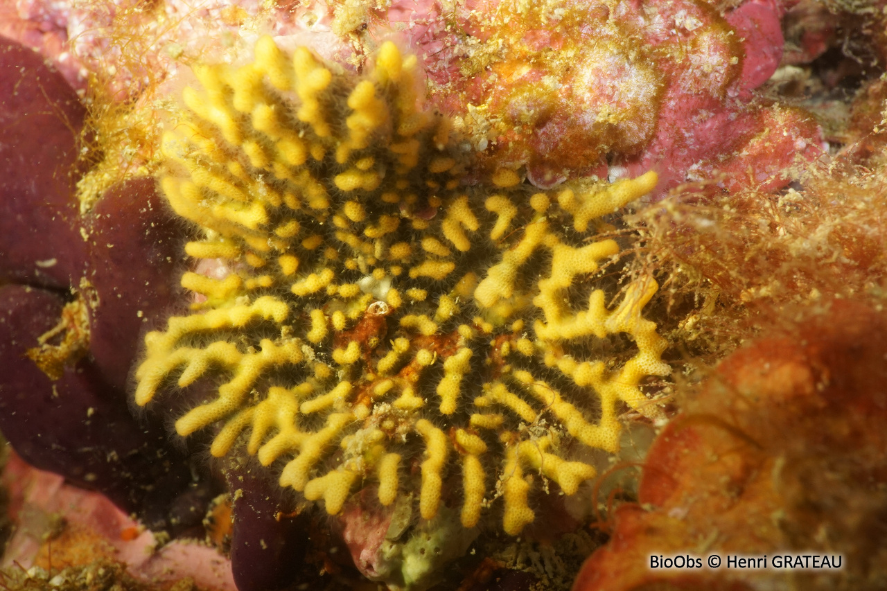 Frondipore verruqueux - Frondipora verrucosa - Henri GRATEAU - BioObs