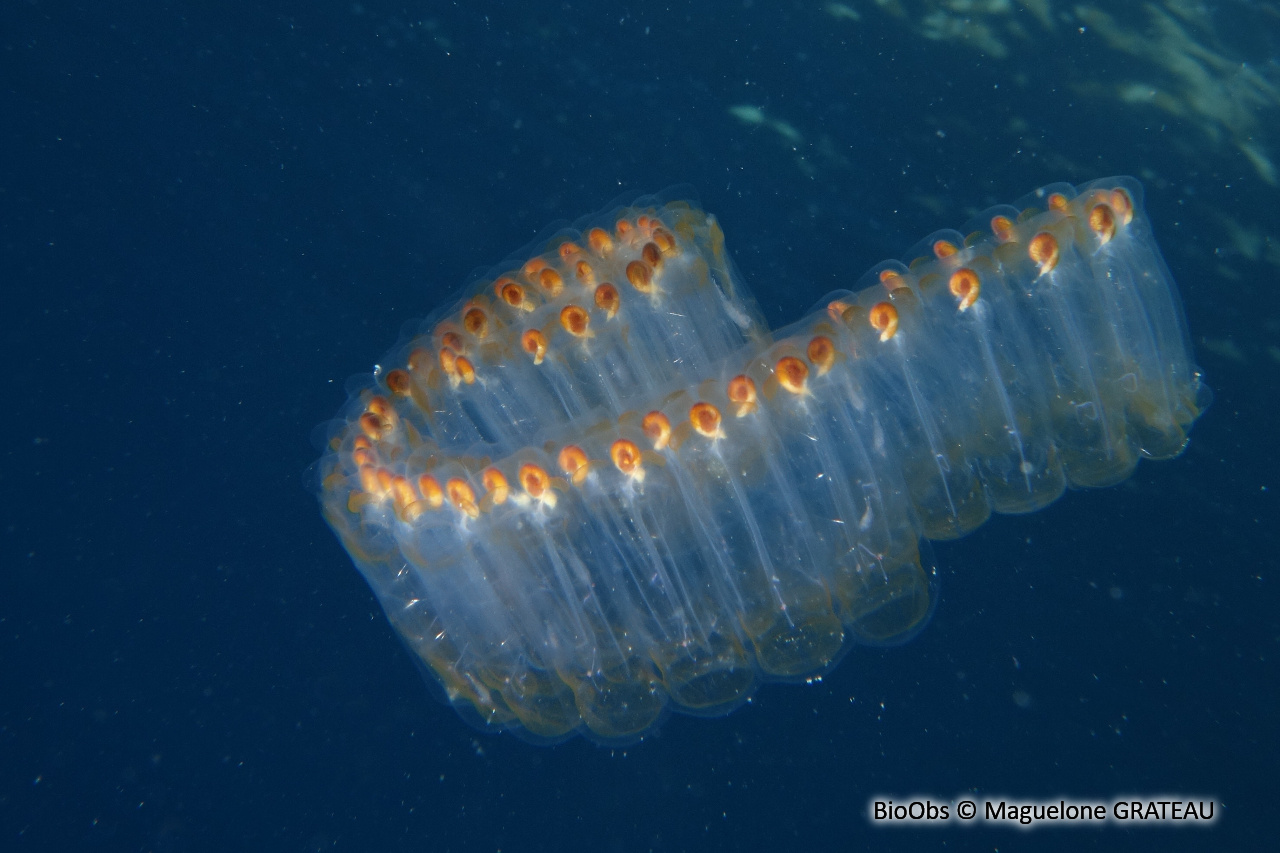 Salpe Pégéa - Pegea confoederata - Maguelone GRATEAU - BioObs