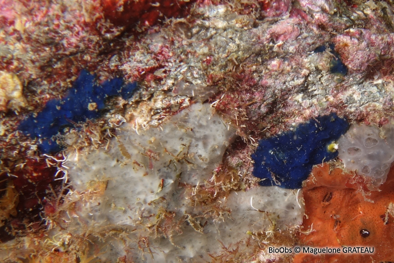 Eponge encroûtante bleue - Terpios gelatinosus - Maguelone GRATEAU - BioObs