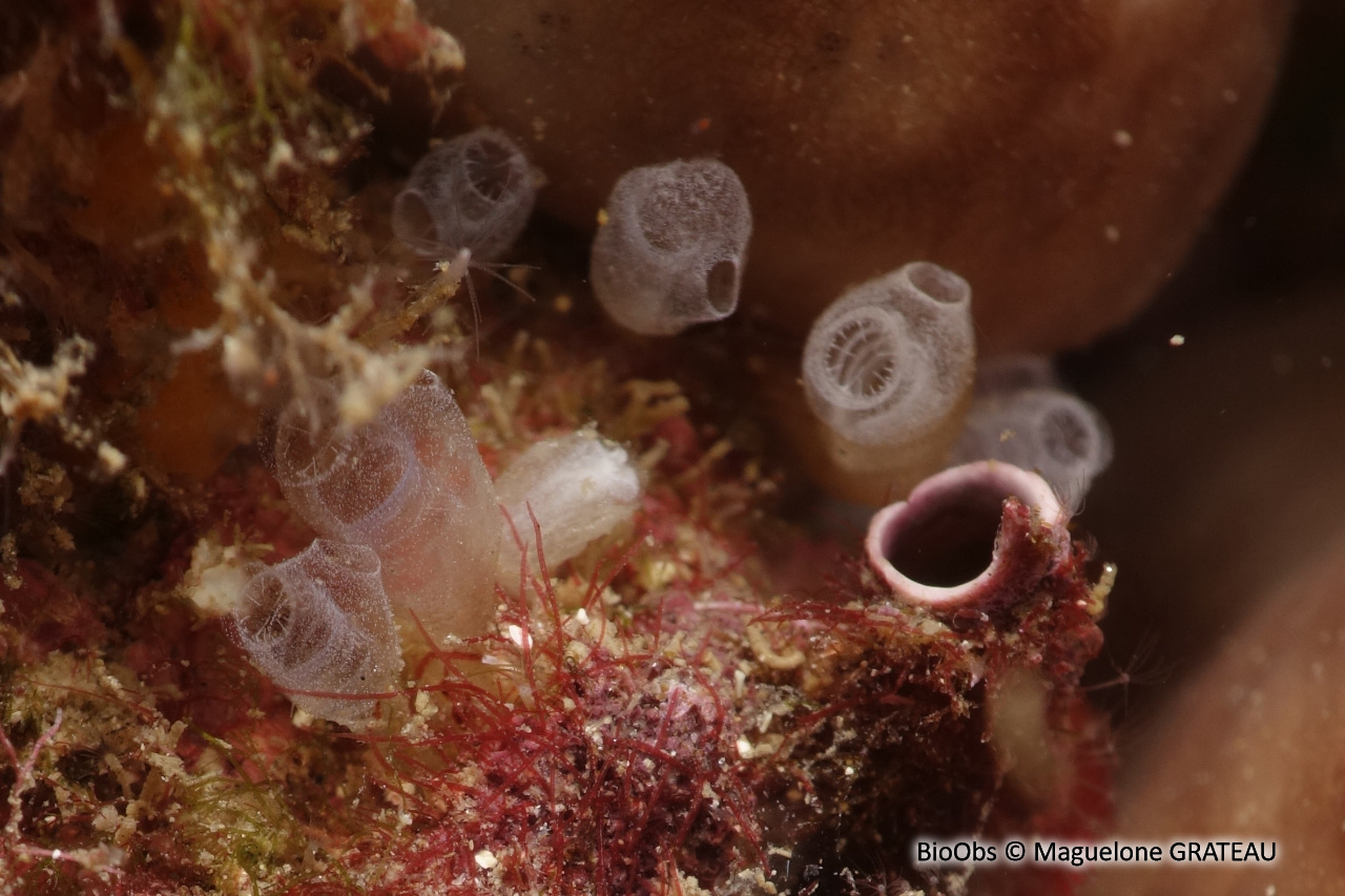 Claveline naine de l'Atlantique - Pycnoclavella atlantica - Maguelone GRATEAU - BioObs