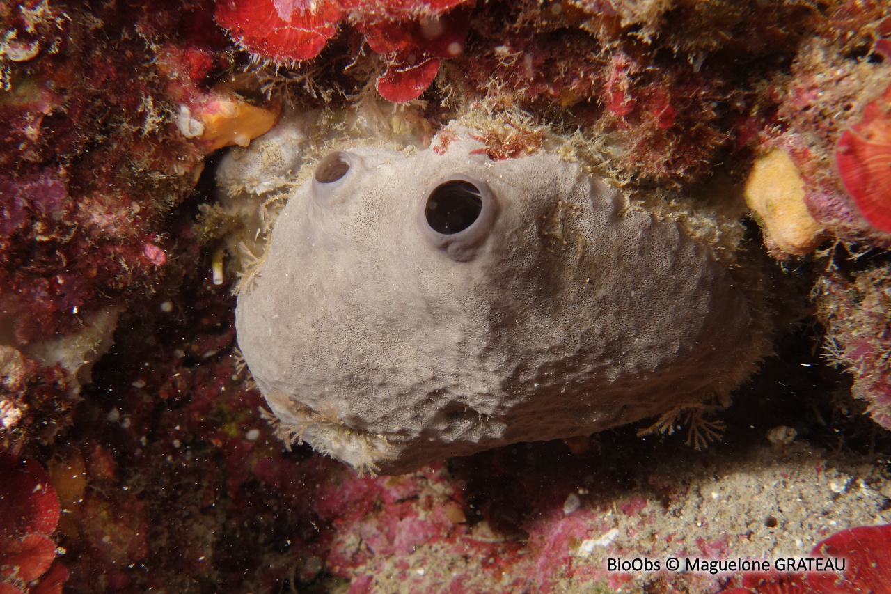 Ircinie sombre - Ircinia oros - Maguelone GRATEAU - BioObs