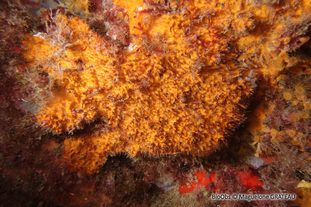 Scopaline ocre - Scopalina lophyropoda - Maguelone GRATEAU - BioObs
