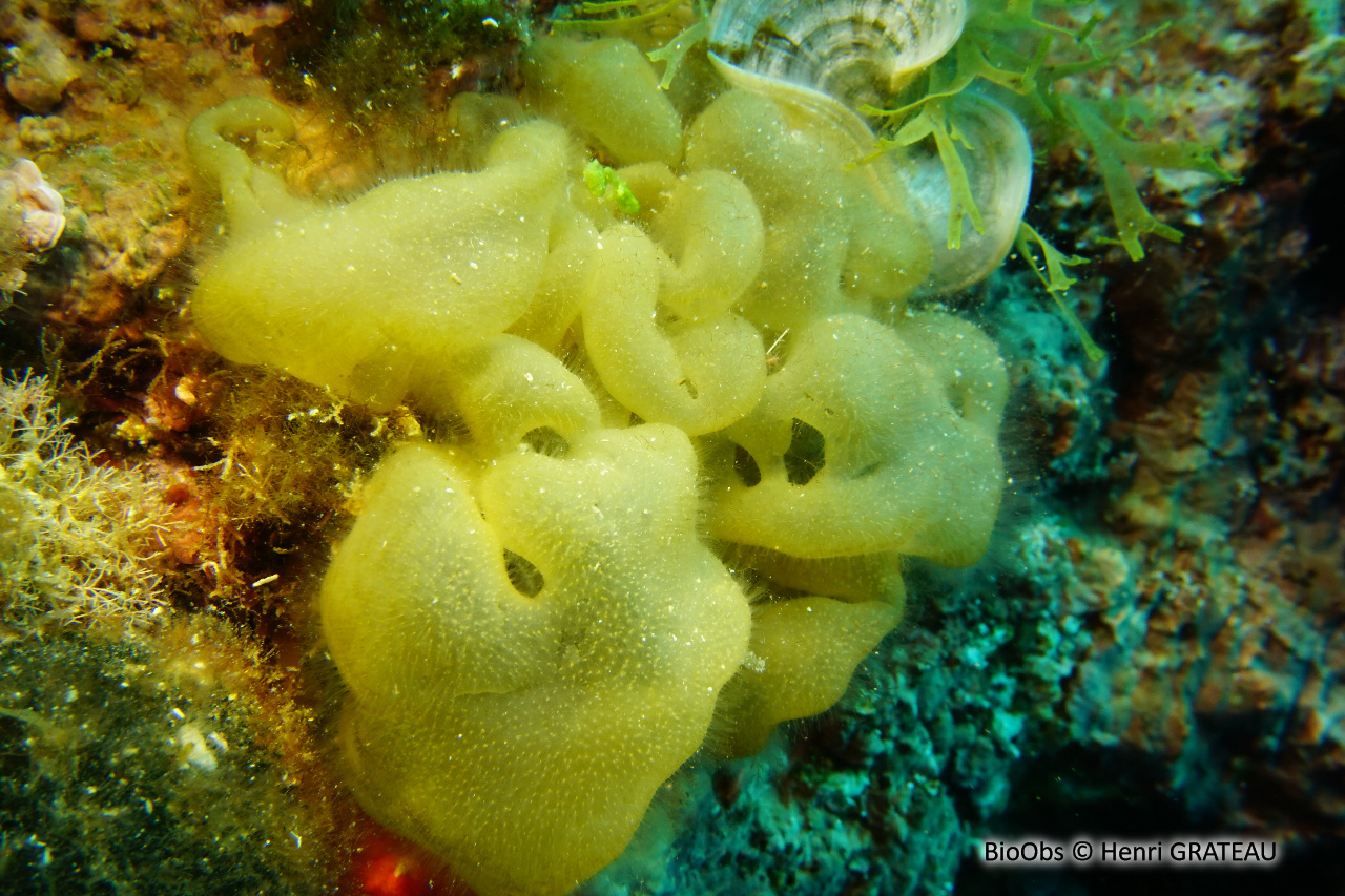 Colpoménia sinueux - Colpomenia sinuosa - Henri GRATEAU - BioObs