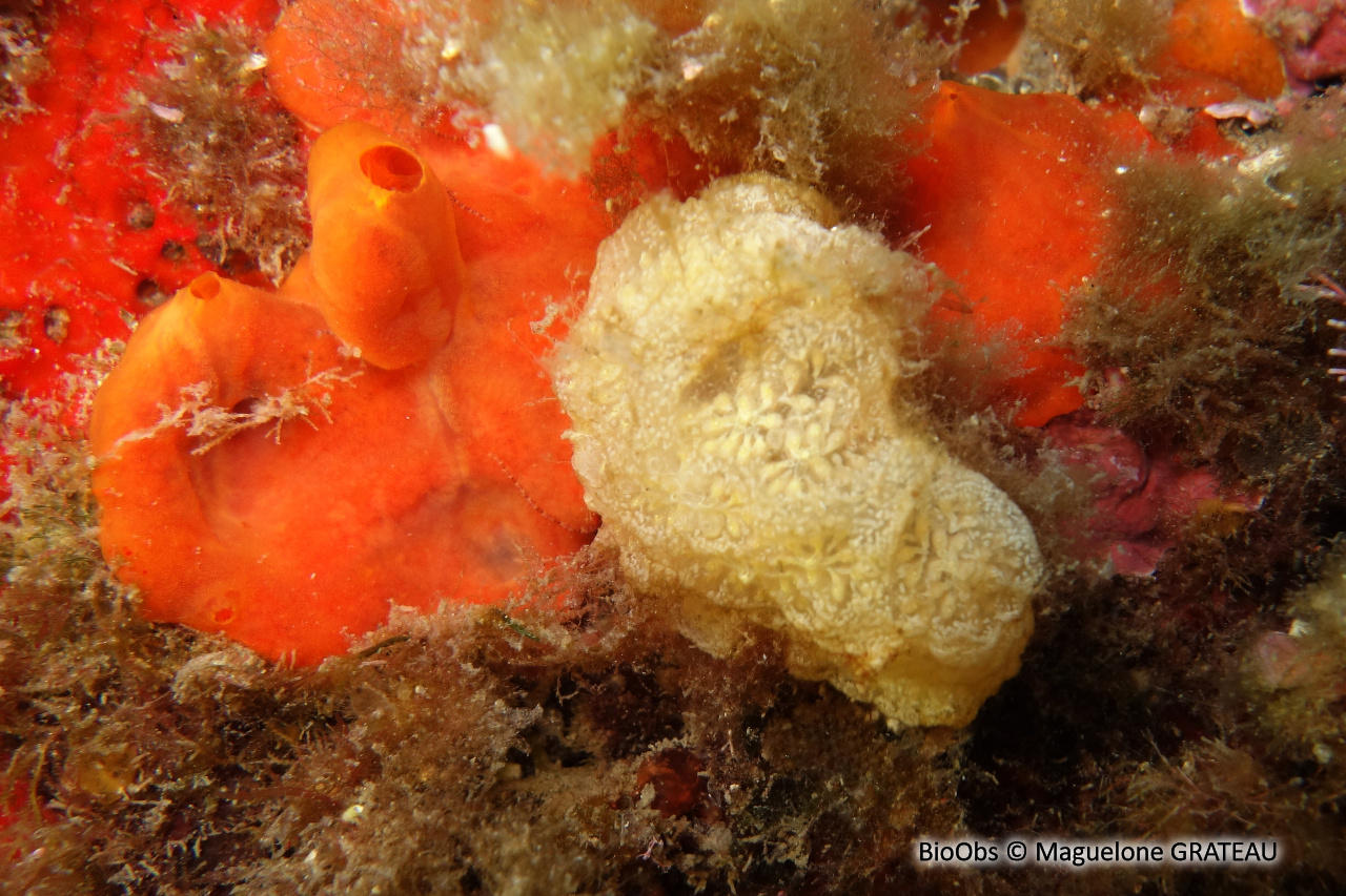 Botrylle cristallin - Botrylloides crystallinus - Maguelone GRATEAU - BioObs