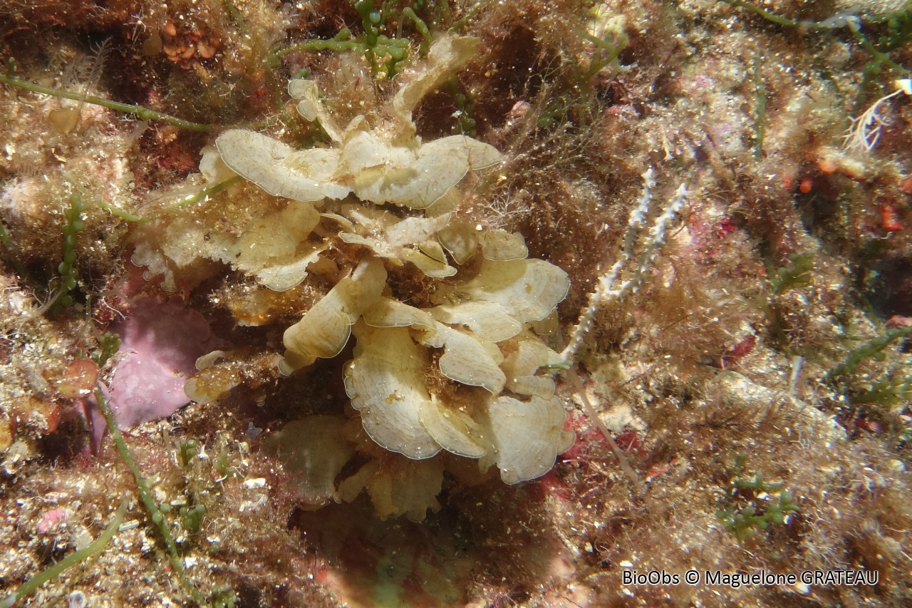 Zonée jaune - Zonaria tournefortii - Maguelone GRATEAU - BioObs