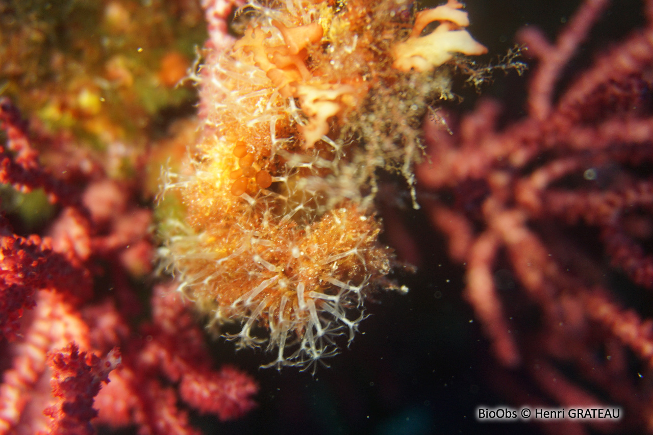 Corail corne d'abondance - Cornularia cornucopiae - Henri GRATEAU - BioObs