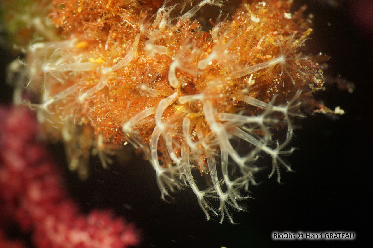 Corail corne d'abondance - Cornularia cornucopiae - Henri GRATEAU - BioObs