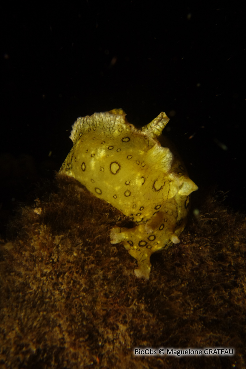 Lièvre de mer ocellé - Aplysia dactylomela - Maguelone GRATEAU - BioObs