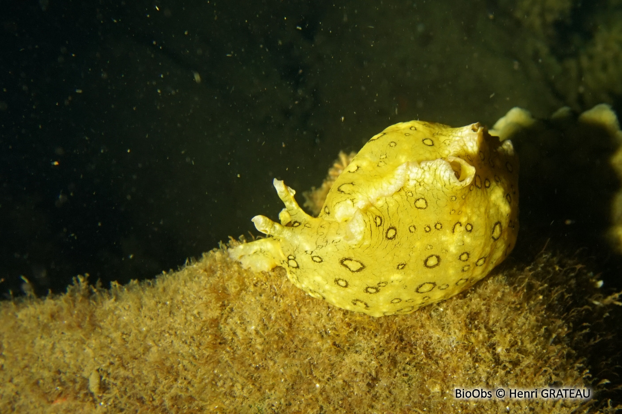 Lièvre de mer ocellé - Aplysia dactylomela - Henri GRATEAU - BioObs