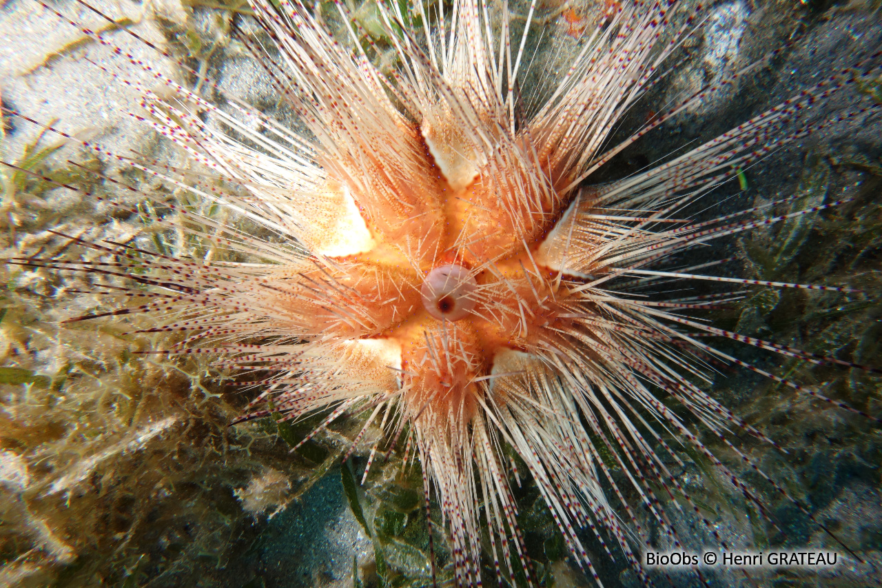 Oursin magnifique - Astropyga magnifica - Henri GRATEAU - BioObs