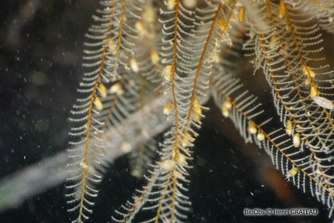 Aglaophénia allongée - Aglaophenia elongata - Henri GRATEAU - BioObs