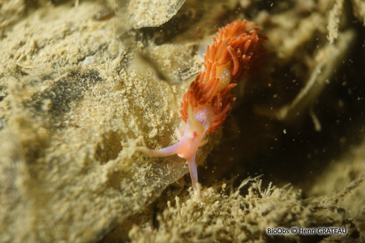 Faceline bleutée - Facelina auriculata - Henri GRATEAU - BioObs