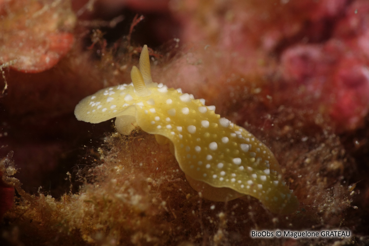 Phyllis à ponctuations blanches - Phyllidia flava - Maguelone GRATEAU - BioObs