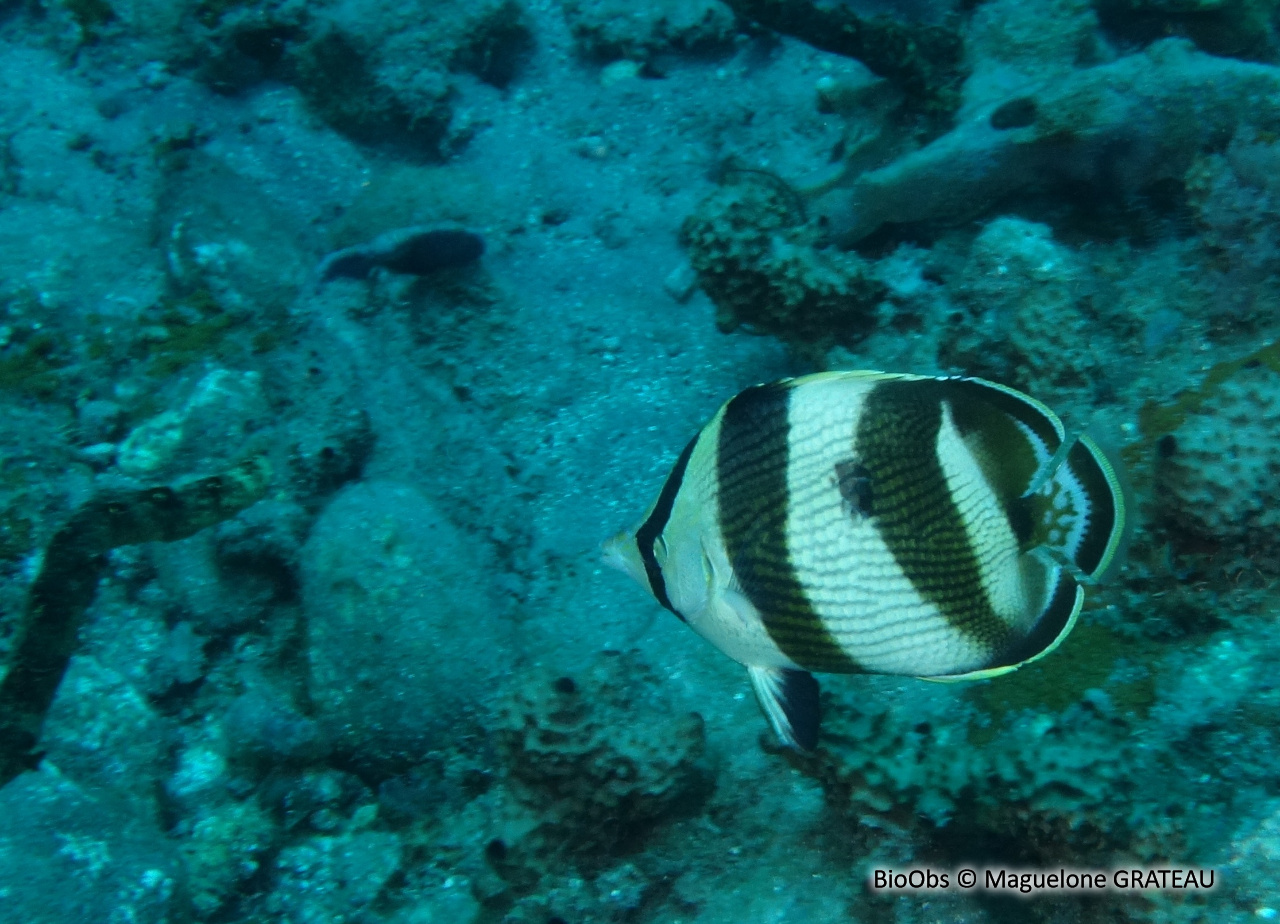 Poisson-papillon strié - Chaetodon striatus - Maguelone GRATEAU - BioObs