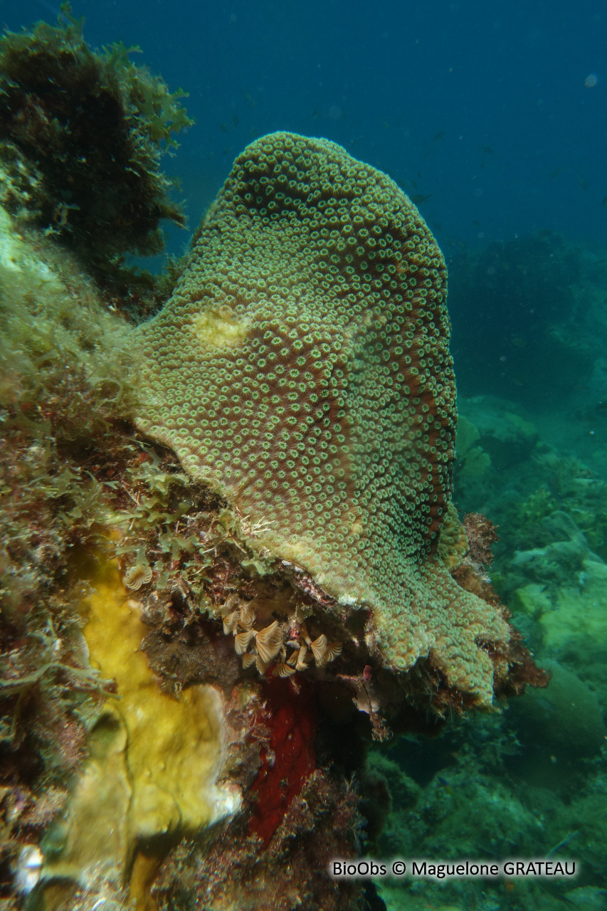 Corail étoilé massif - Orbicella annularis - Maguelone GRATEAU - BioObs
