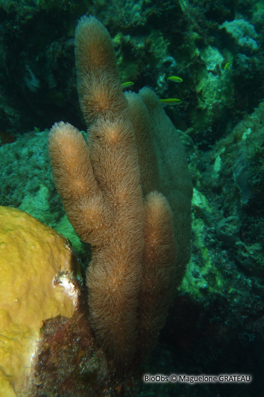 Doigt de mer. Gorgone-liège - Briareum asbestinum - Maguelone GRATEAU - BioObs