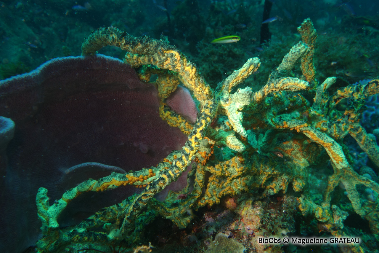 Eponge-corde noire et verte - Iotrochota birotulata - Maguelone GRATEAU - BioObs