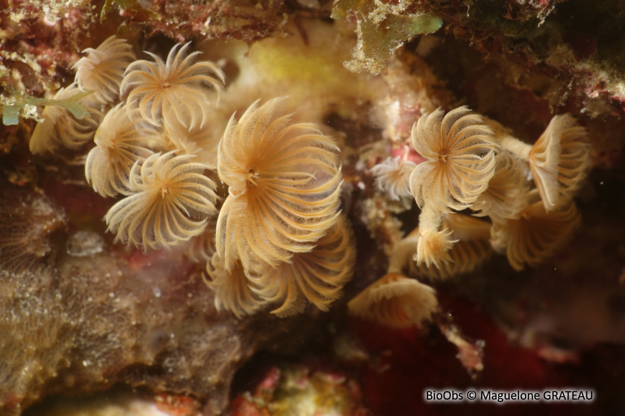 Sabelle sociale - Bispira brunnea - Maguelone GRATEAU - BioObs